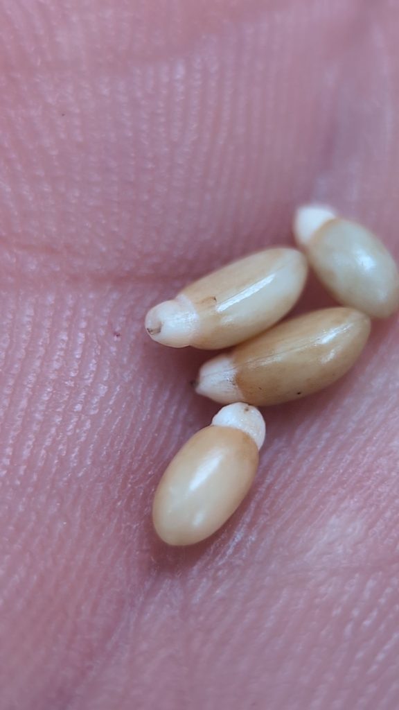 Cow wheat seeds