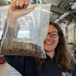 Woman holding a plastic bag containing the seeds of small cow-wheat