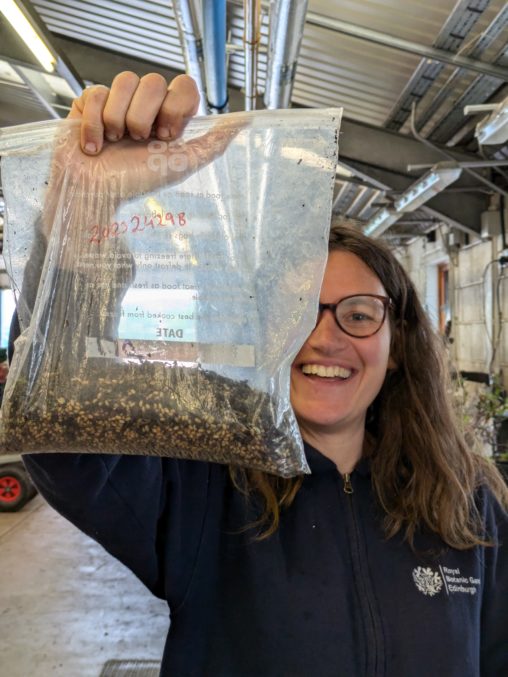 Woman holding a plastic bag containing the seeds of small cow-wheat