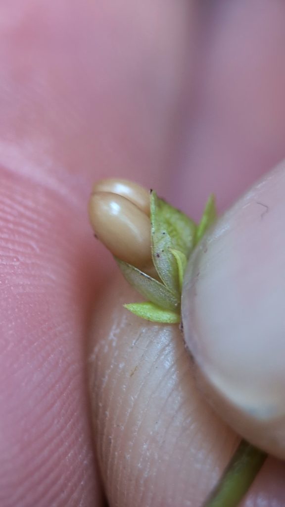 Seed pod of cow wheat