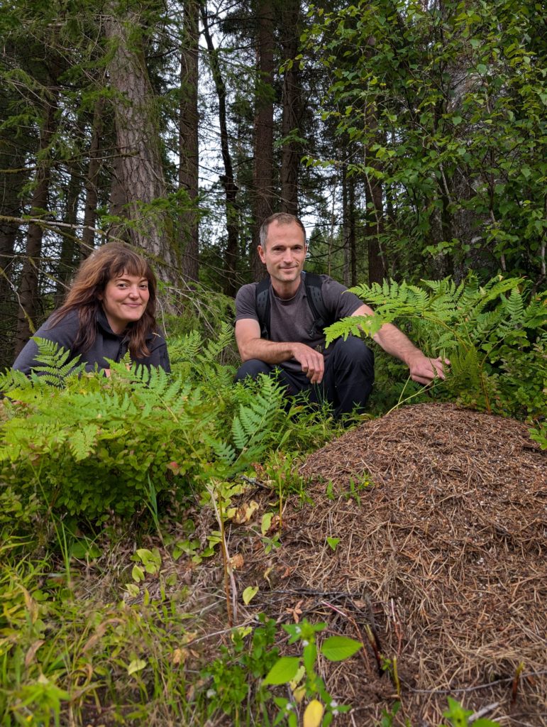 Wood ant nest 1