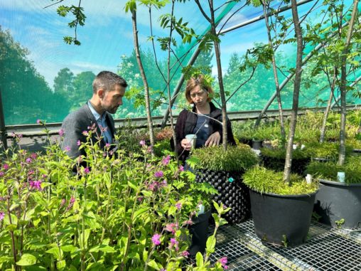 Two people in a poly tunnel looking at plants