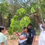 Four people look at the leaves on the branch of a tree.