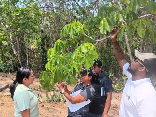 Four people look at the leaves on the branch of a tree.