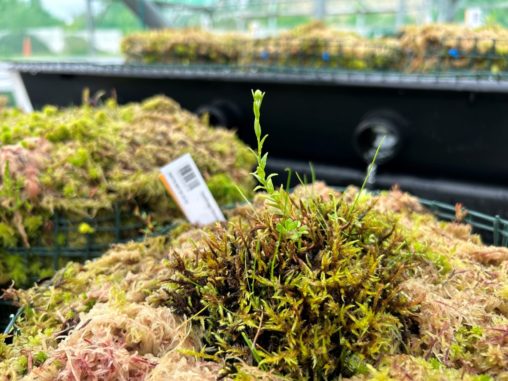 Marsh saxifrage about to flower