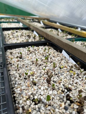 Crab apple seedlings