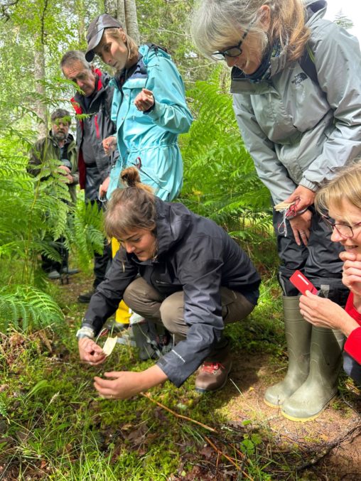 Botanists examine a site for the rare small cow-wheat