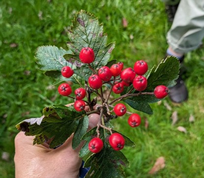 Red berries of Hedlundia