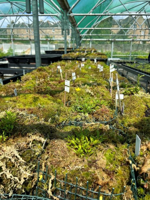 marsh saxifrage in cultivation