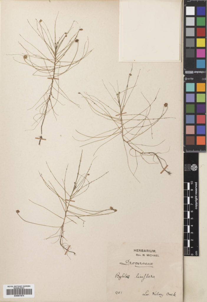 Specimen of Byblis liniflora