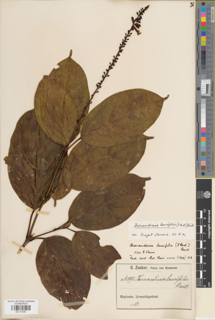 Specimen of Thomandersia laurifolia