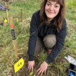 Woman planting a threatened species of plant in a Scottish woodland