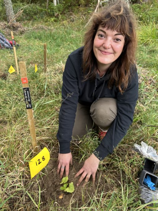 Woman planting a threatened species of plant in a Scottish woodland