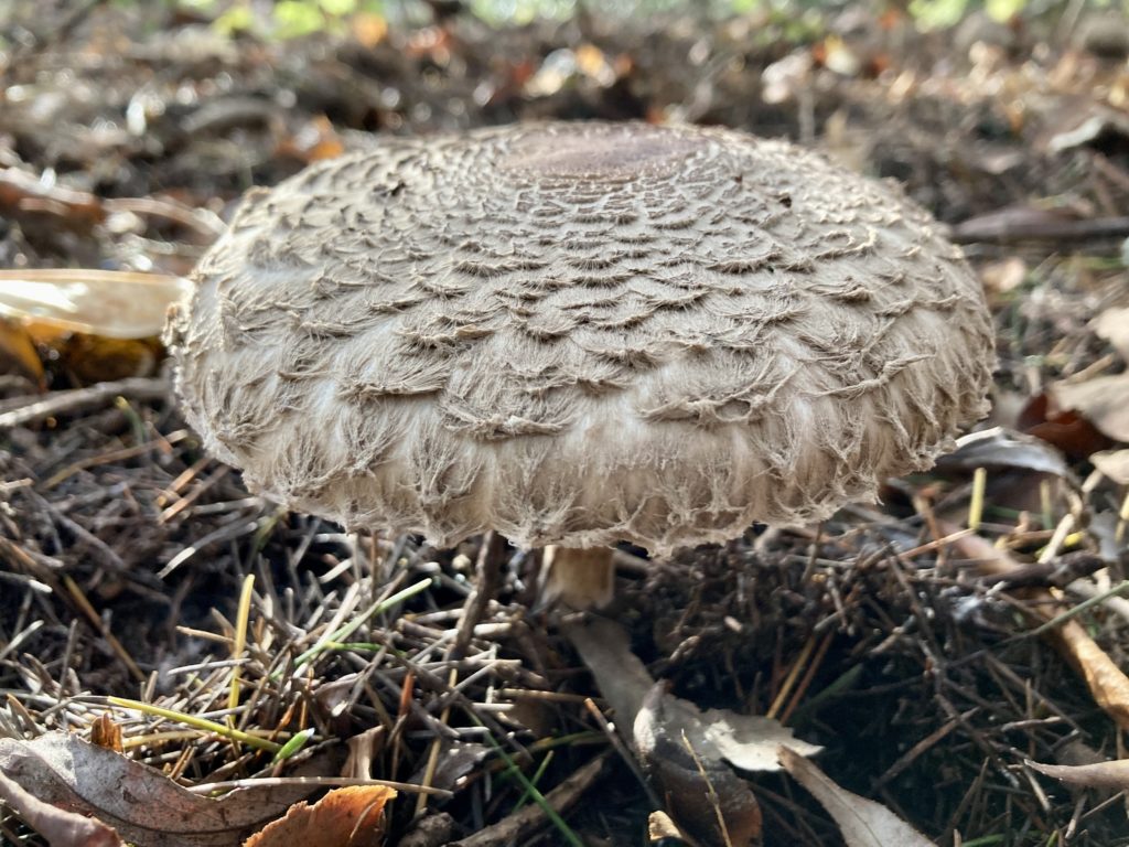 Shaggy parasol