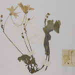 {8834CEC3 73F6 470D 99C5 4A2C3E9F7502}