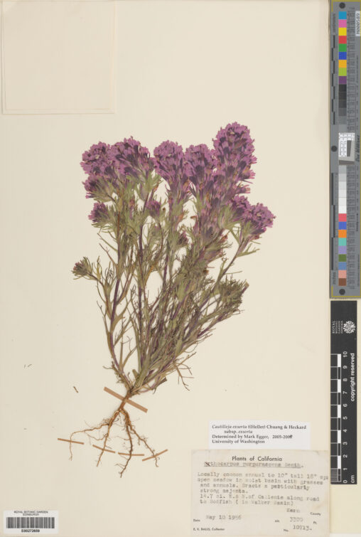 Specimen of Castilleja exserta subsp. exserta (E00272659)