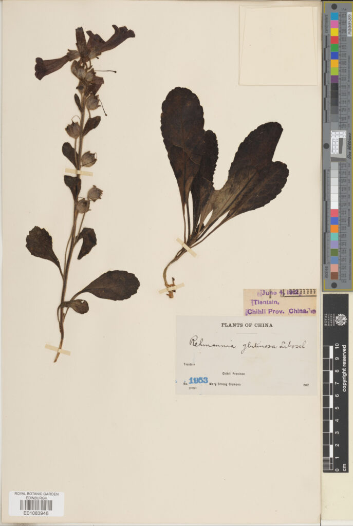 Specimen of Rehmannia glutinosa (Gaertn.) DC. (E01083946)