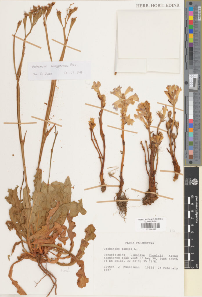 Specimen of Orobanche aegyptiaca Pers. and its host plant Limonium (E01286308)