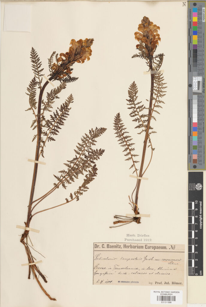 Specimen  of Pedicularis comosa L. (E01311996)