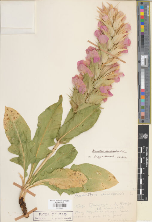 Specimen of Acanthus dioscoridis L.