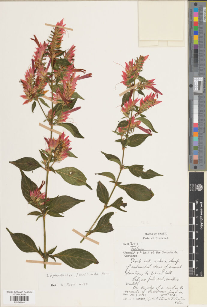 Specimen of Lophostachys floribunda Pohl.