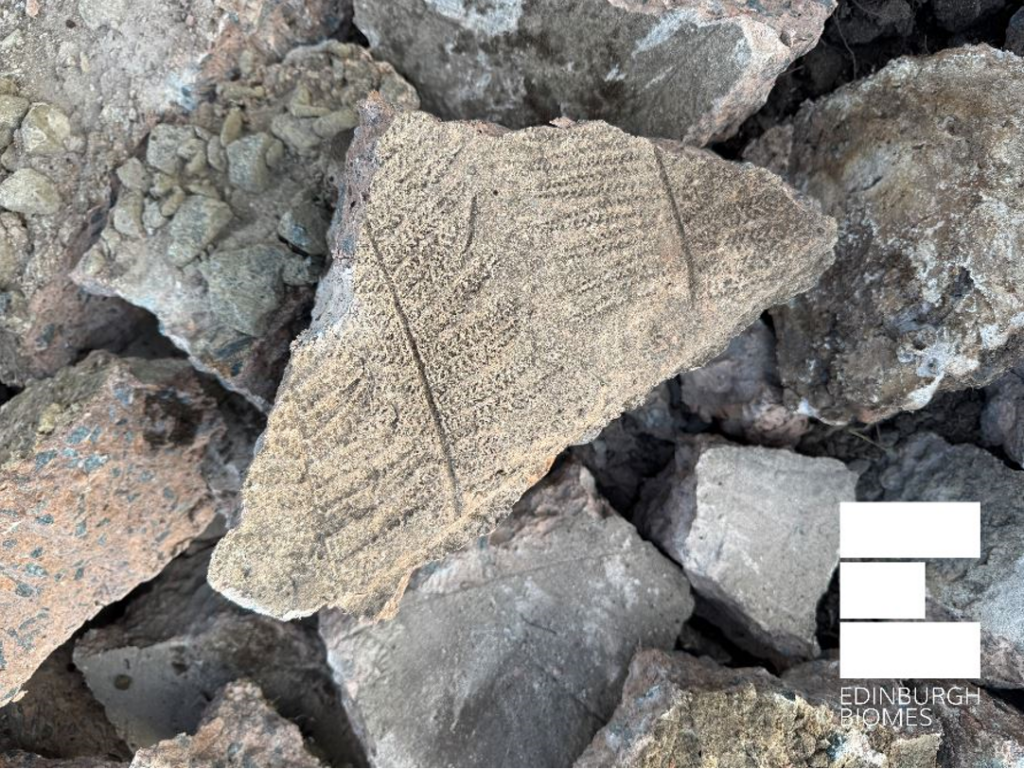 A piece of rubble with a fern frond imprinted