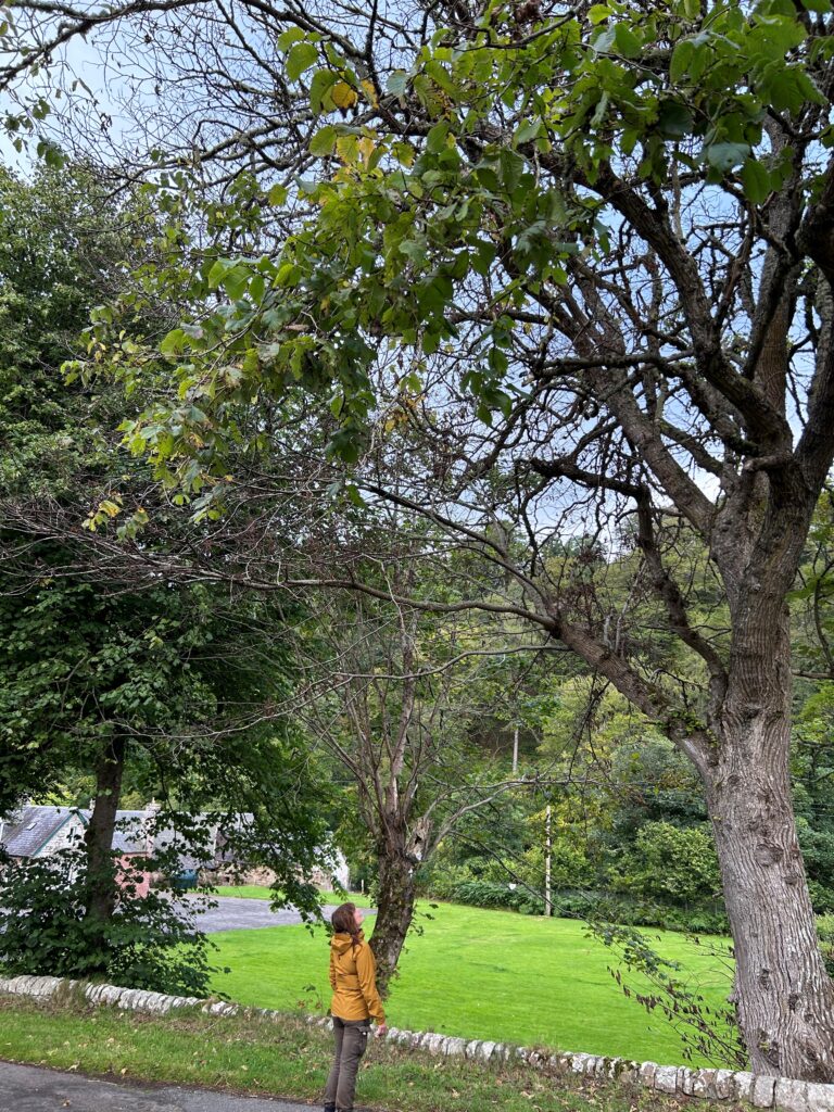 DED elm at Berriedale November 2024