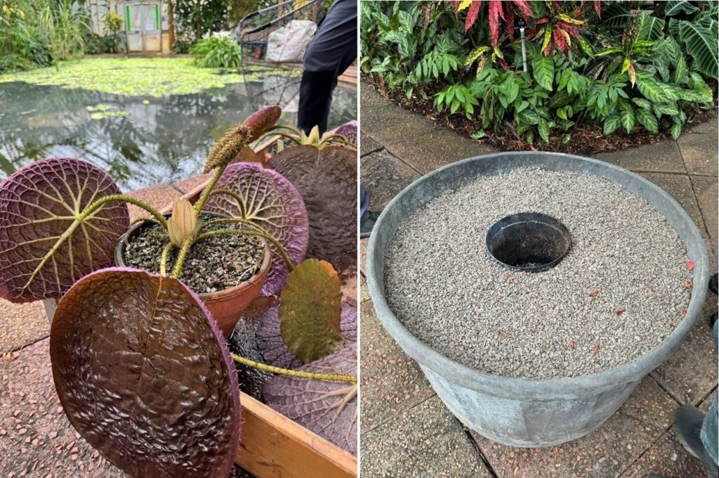 A pot of growing Victoria water lilies, specifically the ‘Longwood Hybrid and a larger pots prepared for the pond