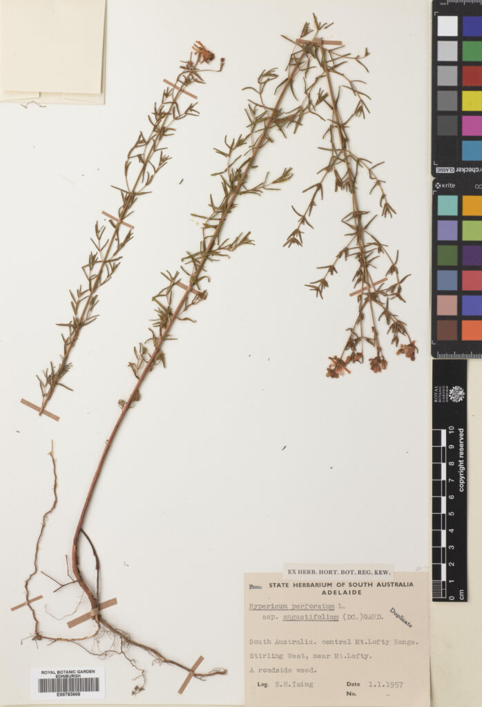 Specimen of Hypericum perforatum L. collected in Adelaide, Australia (E00783606)