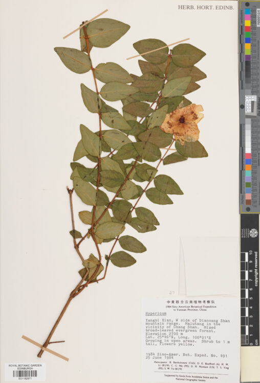 Good example of a well-preserved Hypericum flower, collected in China.(E01192973)