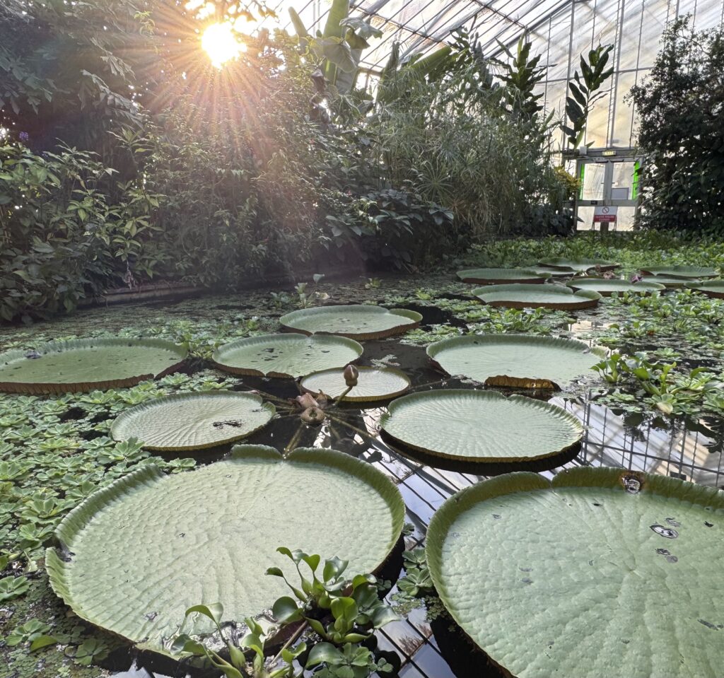 Old leaves of the Victoria water lilies, specifically the ‘Longwood Hybrid