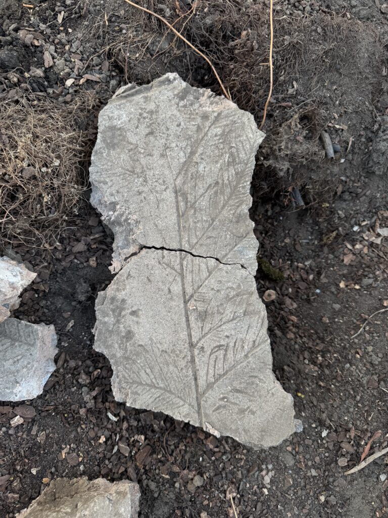 A slab of concrete with a fern frond imprinted.