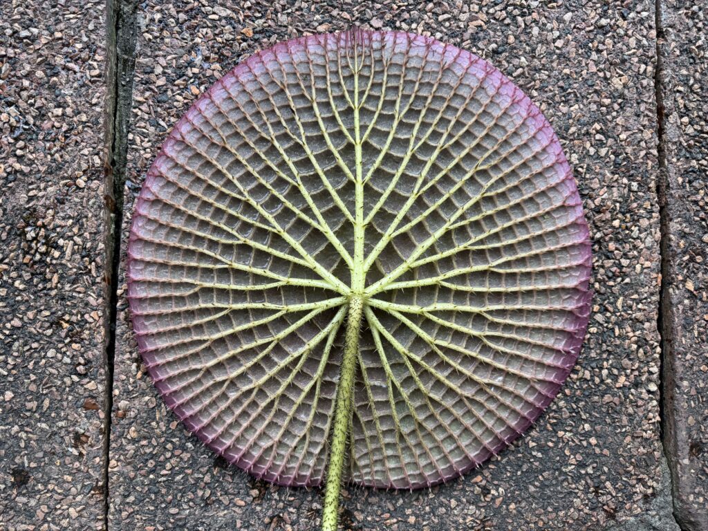 Full view of the pattern underneath a Victoria water lilies, specifically the ‘Longwood Hybrid