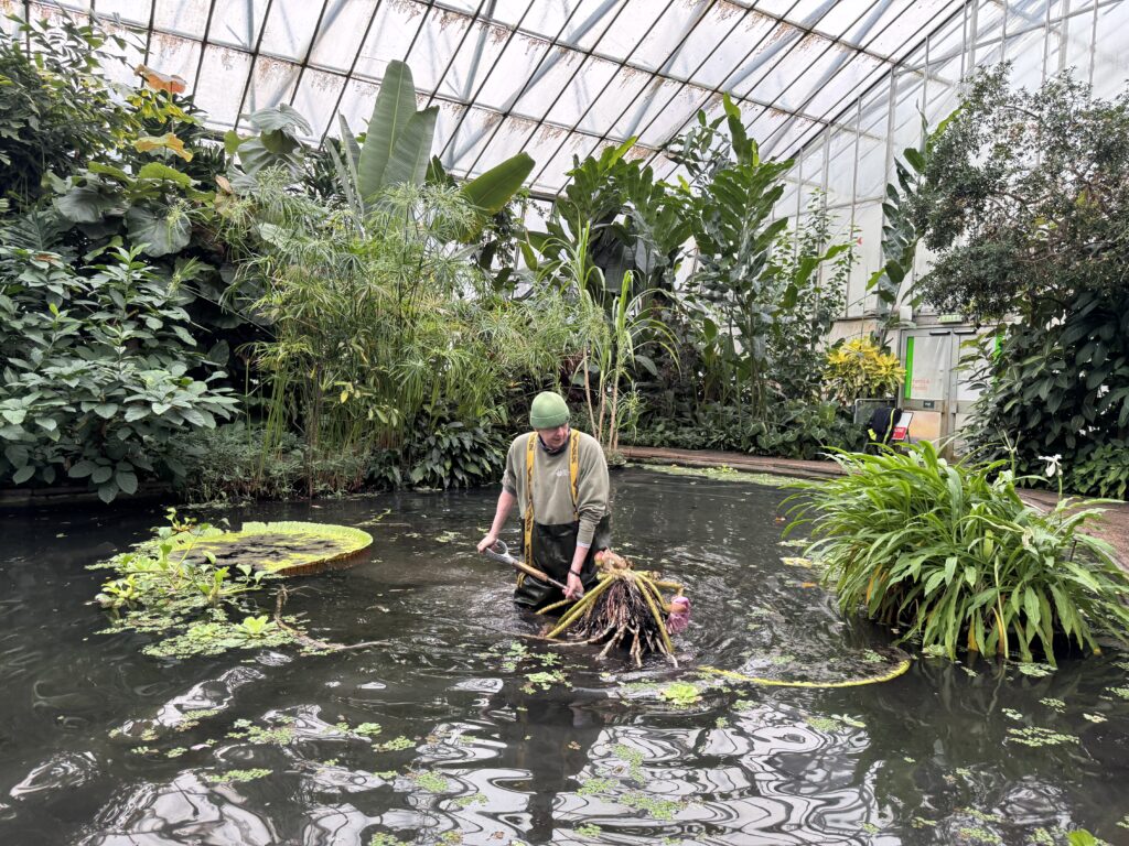 A horticulturist fully removes a Victoria water lilies, specifically the ‘Longwood Hybrid