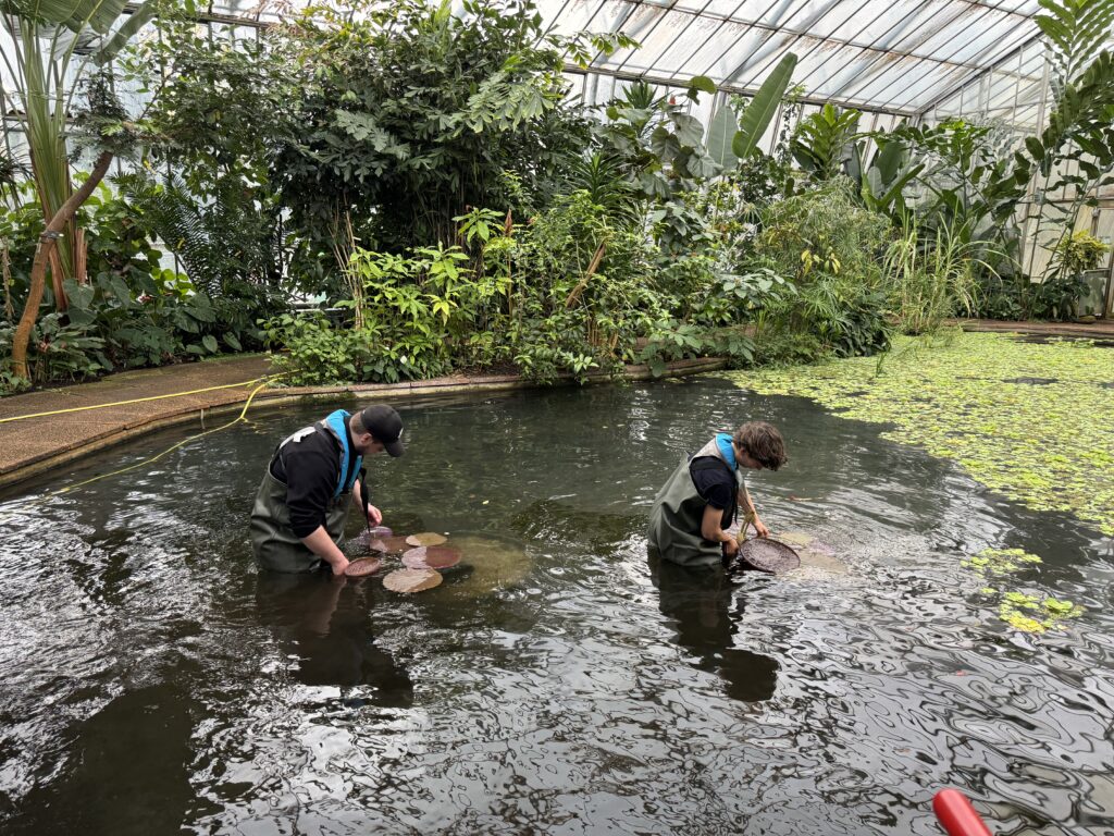 Two apprentices in the pond lowering Victoria water lilies, specifically the ‘Longwood Hybrid