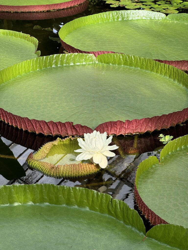 A large white flower