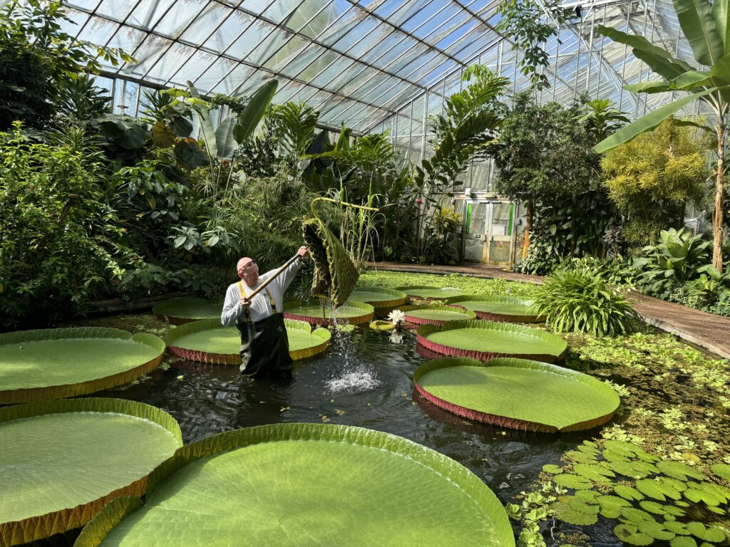 A horticulturist removes an old Victoria water lily leaf, specifically the ‘Longwood Hybrid 