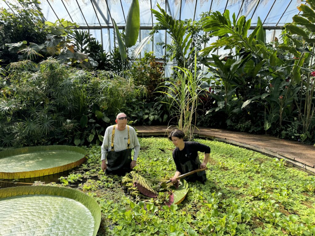 Two horticulturists in a tropical pond removing large Victoria water lilies, specifically the ‘Longwood Hybrid leaves 