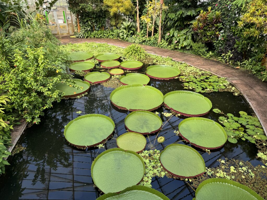 a full view of the Victoria water lilies, specifically the ‘Longwood Hybrid in the glasshouse pond of a tropical house