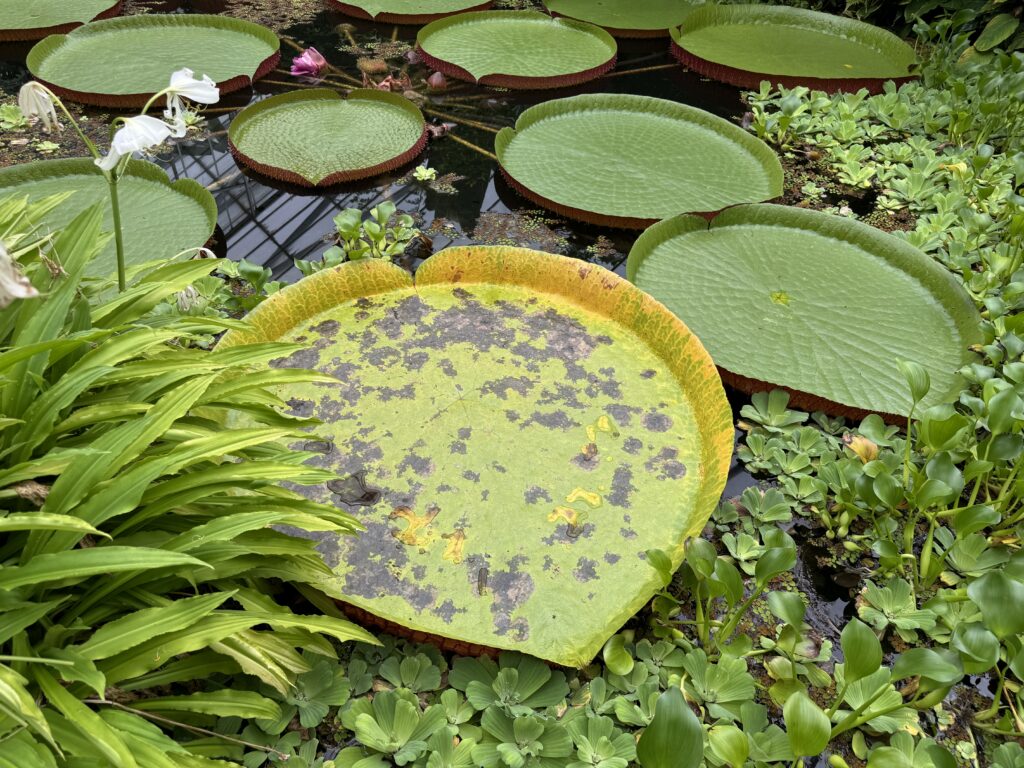 An old Victoria water lily, specifically the ‘Longwood Hybrid