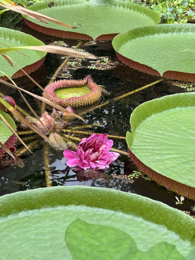 A large pink flower