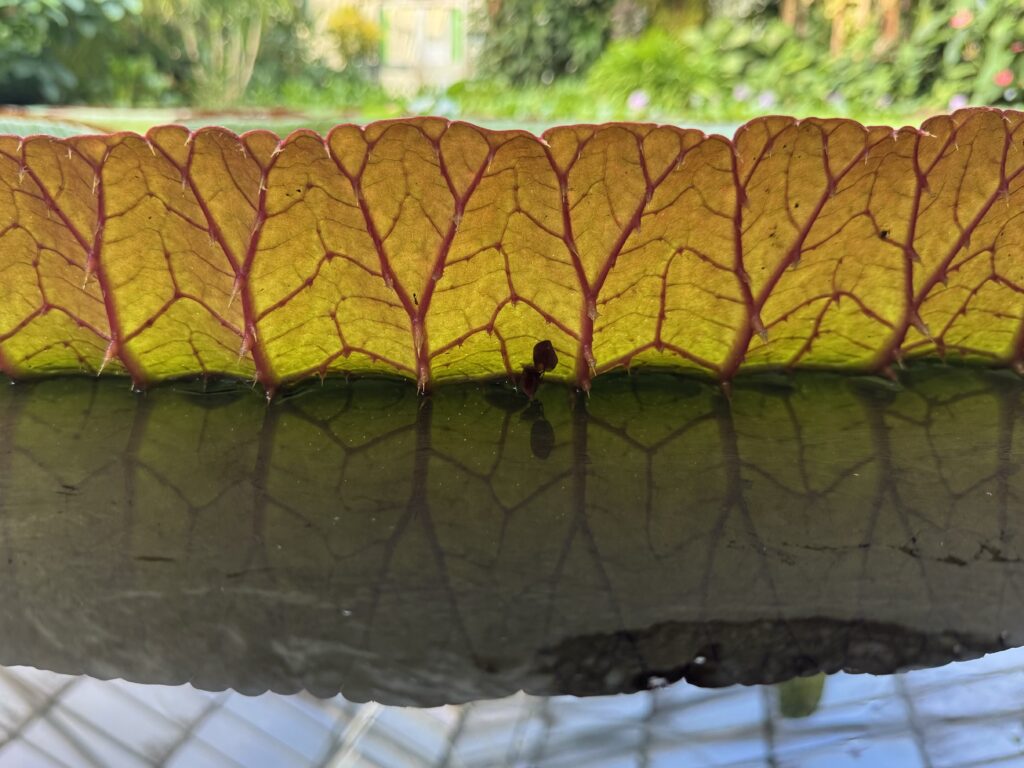 the high edge of a Victoria water lily leaf, specifically the ‘Longwood Hybrid