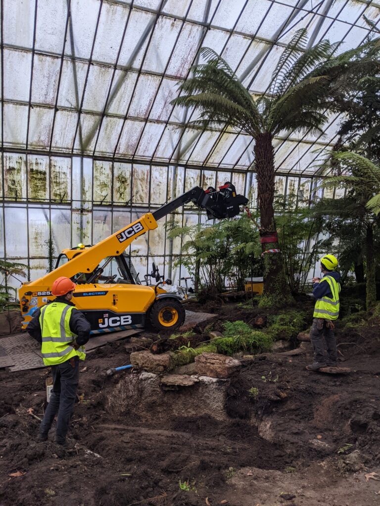 Two horticulturist watch as a tall tree fern is moved by an electric telehandler.