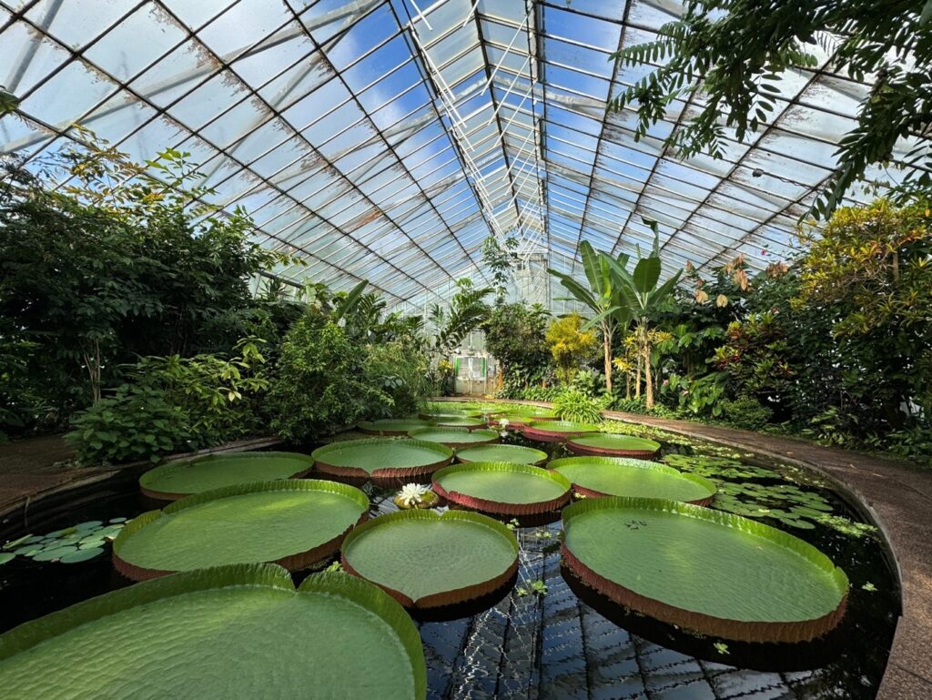 A view over the large pond of Victoria water lilies, specifically the ‘Longwood Hybrid