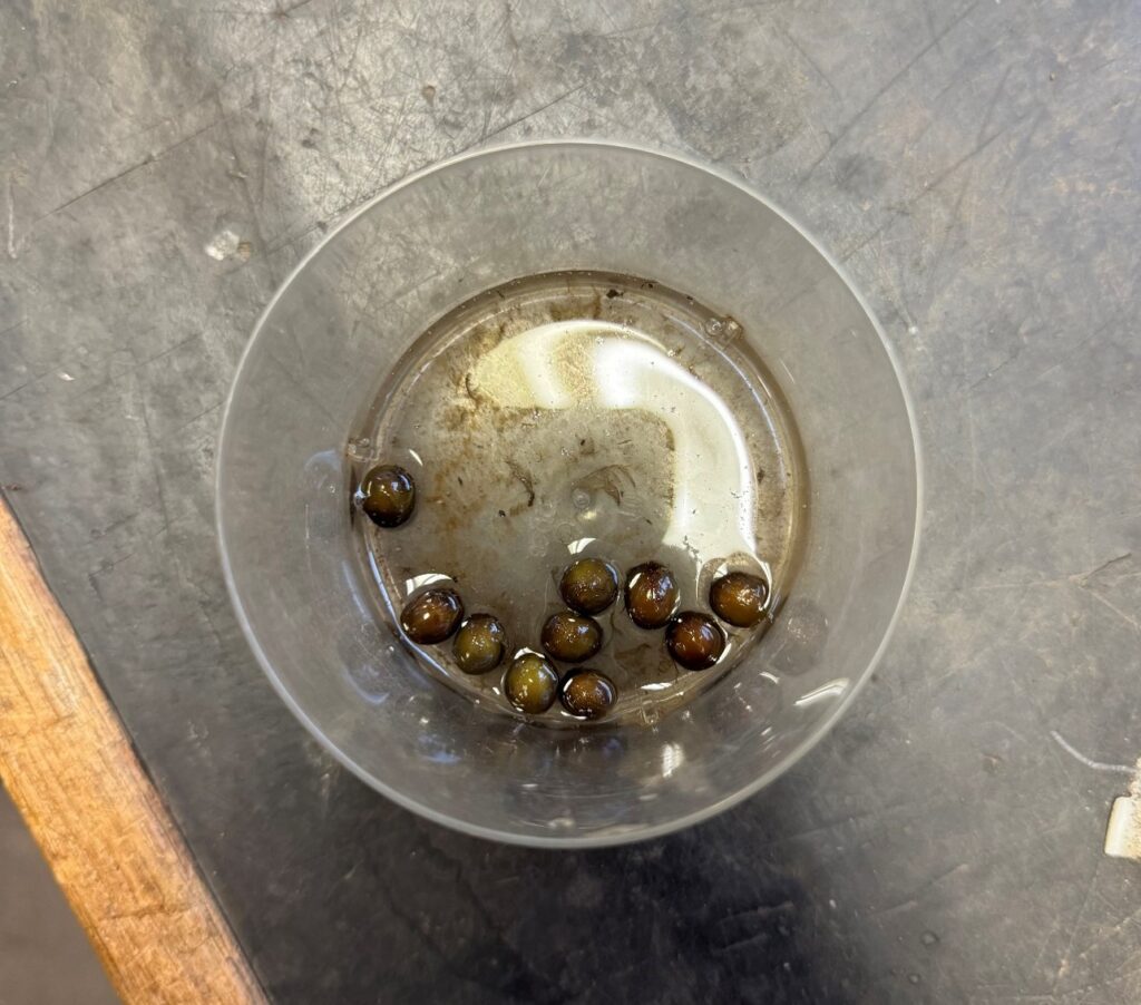 A number of seeds in a plastic tray