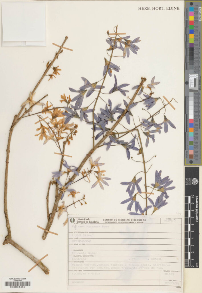 Specimen of Petrea volubilis L. with beautiful blue flowers (E00004459)