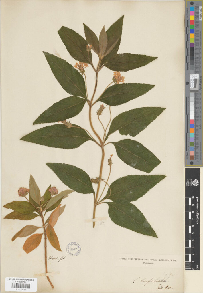 Specimen of Lantana trifolia L. (E01373511)