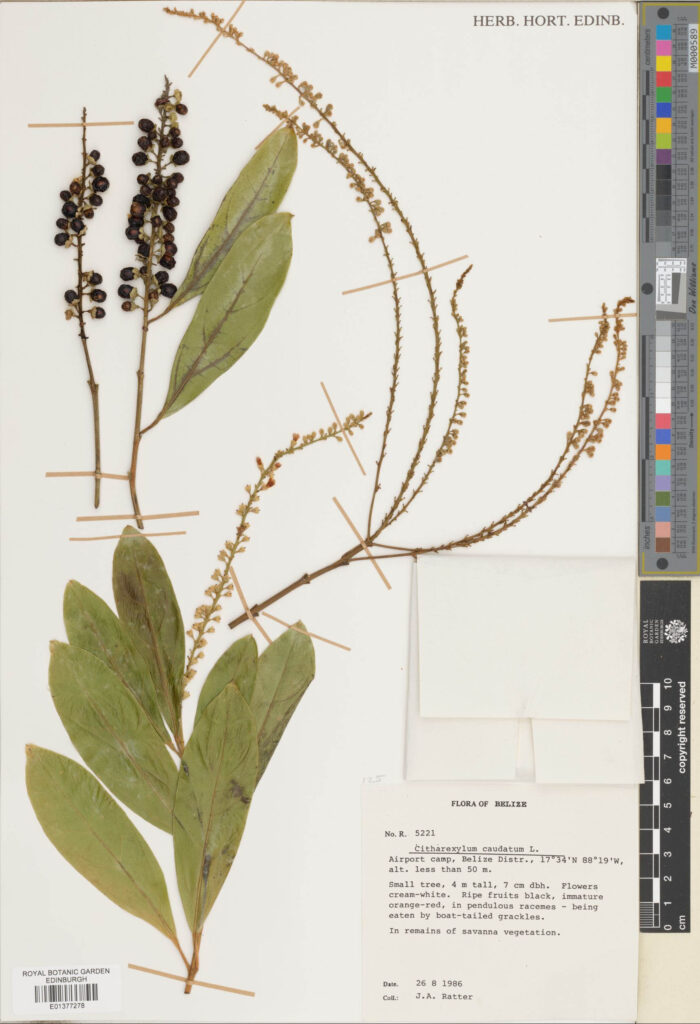 Specimens of Citharexylum caudatum L. (E01377278)