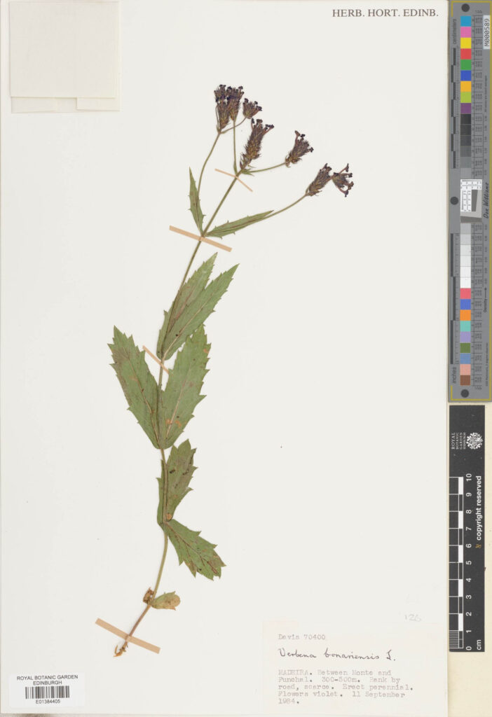 Specimen of Verbena bonariensis L. This is a popular garden plant (E01384405)