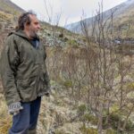 Man admiring natural regeneration of aspen